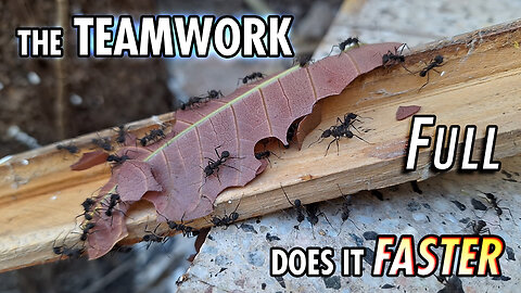 Ants working over the "plank-bridge" - Full