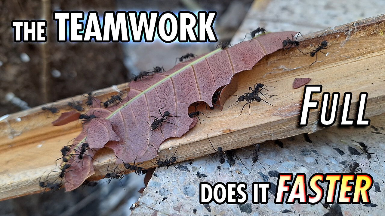 Ants working over the "plank-bridge" - Full