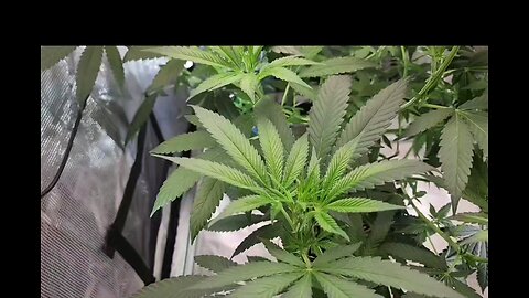 Afghan begins Flower!