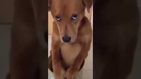 When you are sad doggo #Shorts 🧐