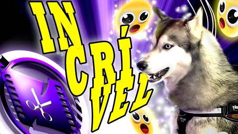 THIS DOG TALKS IN PODCAST