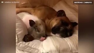 Cão e porco formam uma bela amizade e dormem juntos