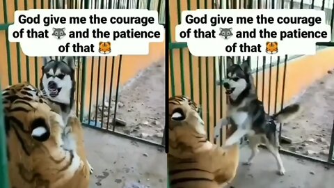 Husky fight with tiger Siberian husky fight with tiger