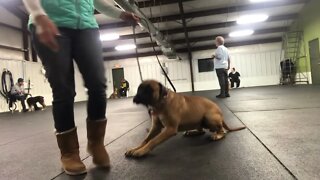 Roxanna working on her down stay. LonelyCreek bullmastiff