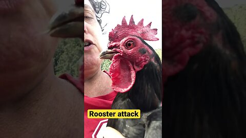 Rooster beaten up by bigger rooster 🥺