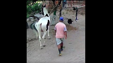 PSA: Never surprise a horse.