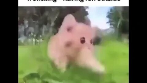 Kitten touching some nice grass #funnypictures #cat #meme