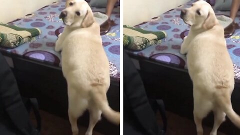Cute Dag moving his Tail