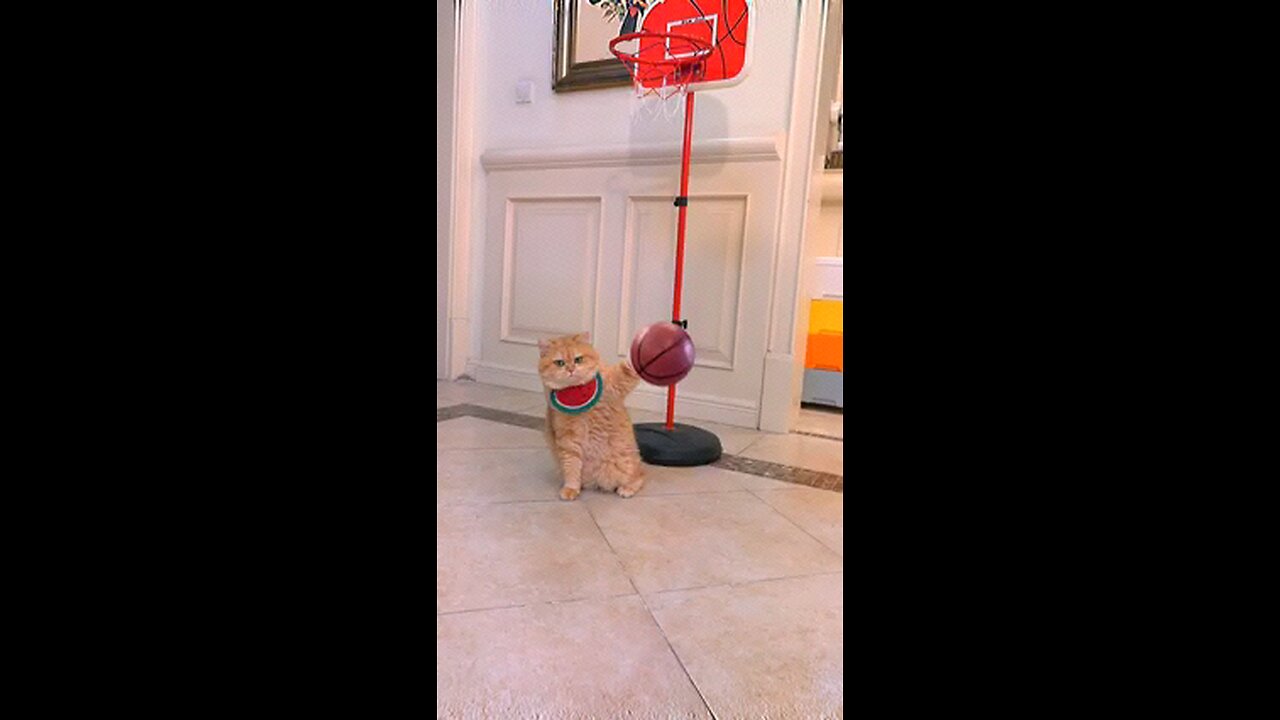 pets basketball version