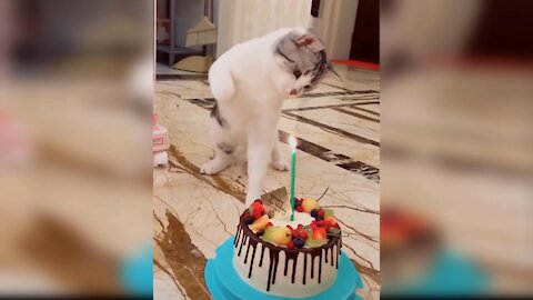Cat Funny Moment in The Birtday