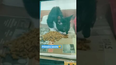 Gato Bartolomeu Tunico 🐱