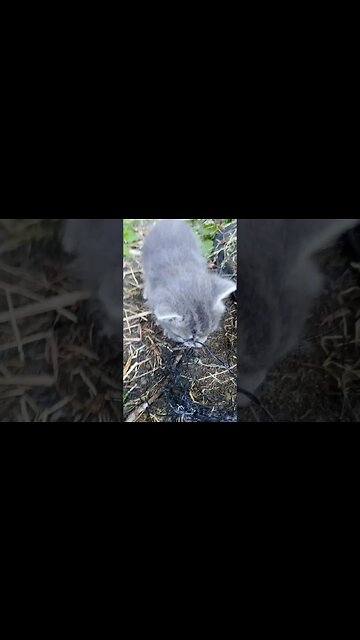 Tiny Dignfifed Gentelman Steps Out