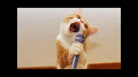 How to STOP The 🐱 cat, Cat Training | viral video 2022, amazing video 2022