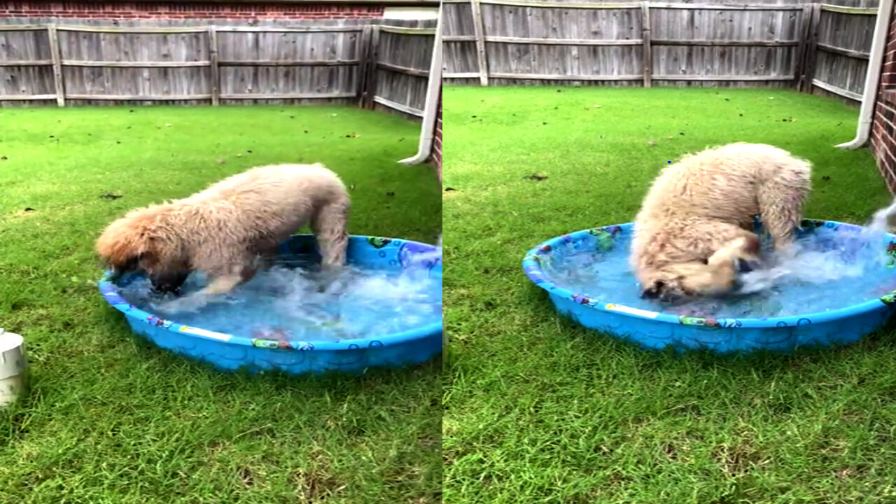 The majestic Wheaton water dog
