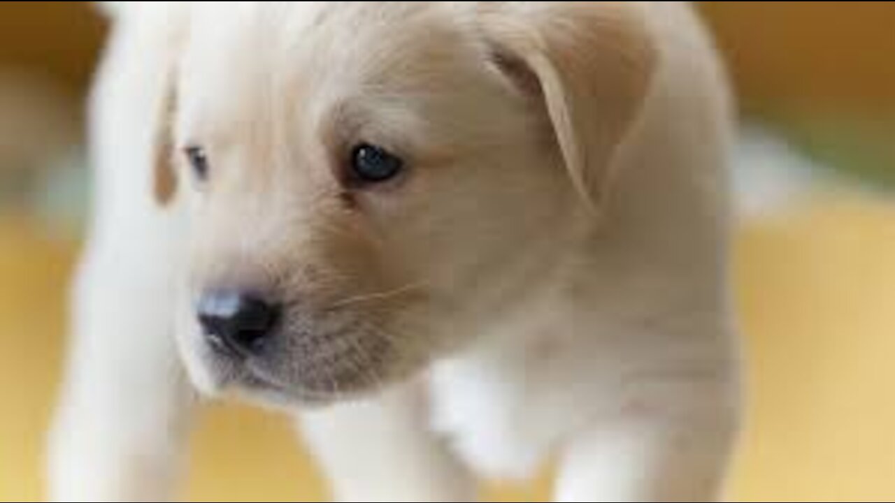 Brain Training For Dogs - Unique Dog Training Course! Easy Sell