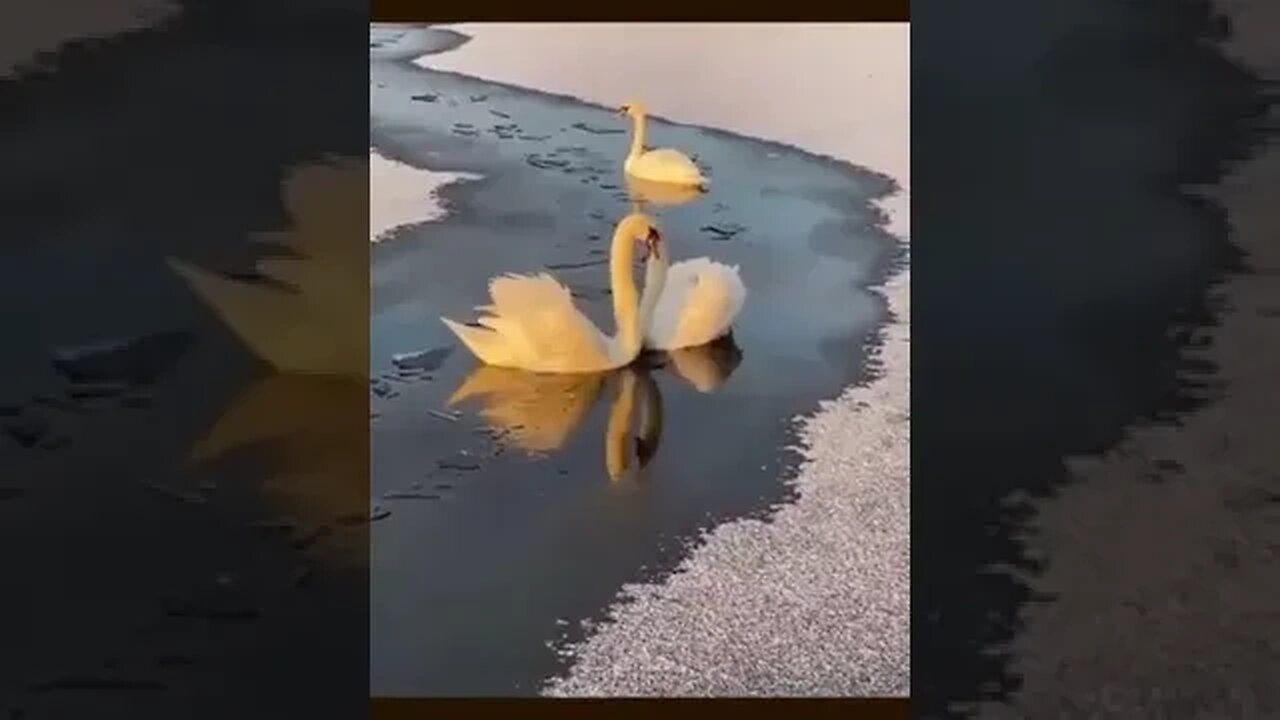 Swans