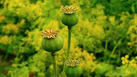 "The Opium Poppy Capsule: A Botanical Powerhouse"