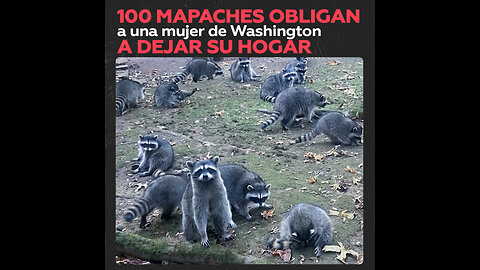 Mujer huye de su hogar por ‘invasión’ de mapaches en Washington