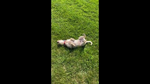 Puppy love to roll in the grass
