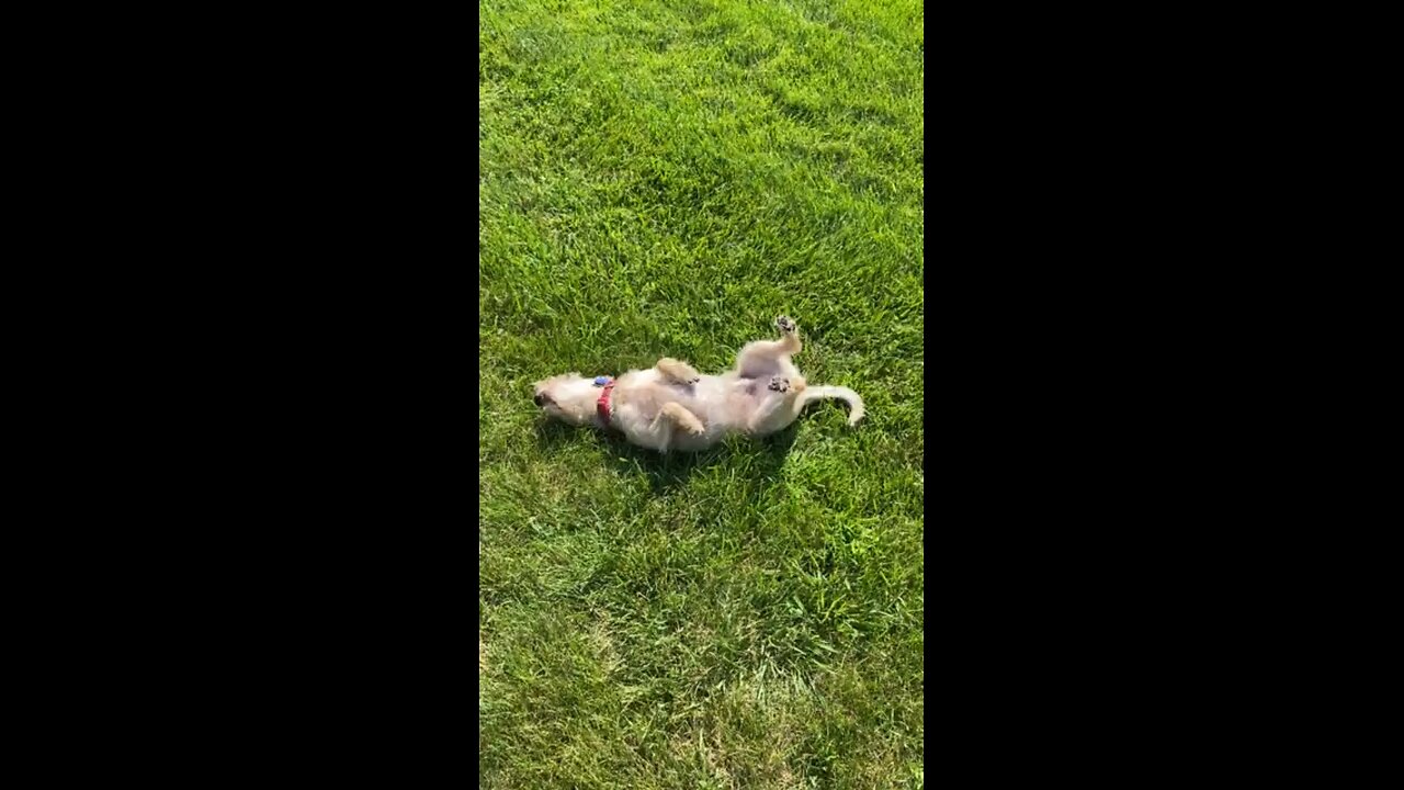 Puppy love to roll in the grass