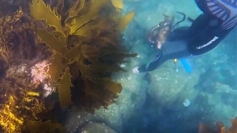 Fatty Diet May Help Coral Reefs Fight Global Warming