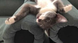Kattens soveposition er bare absurd