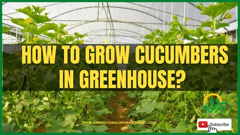 How to grow cucumber in greenhouse?