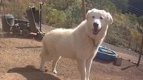 Compilation. Teddy the maremma pup ❤️