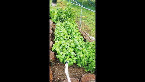 Garden update