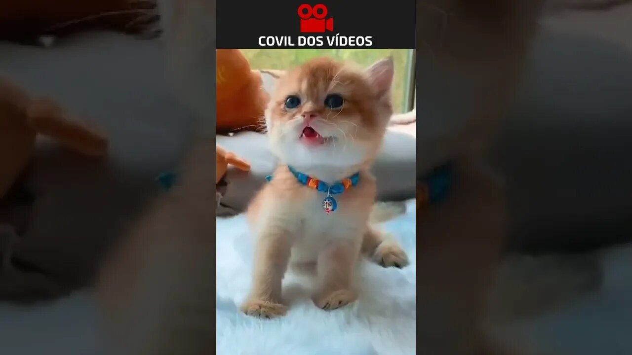 filhote de gato lindo
