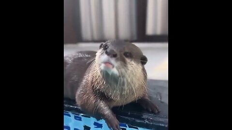 Cute Funny Sea Otter-49