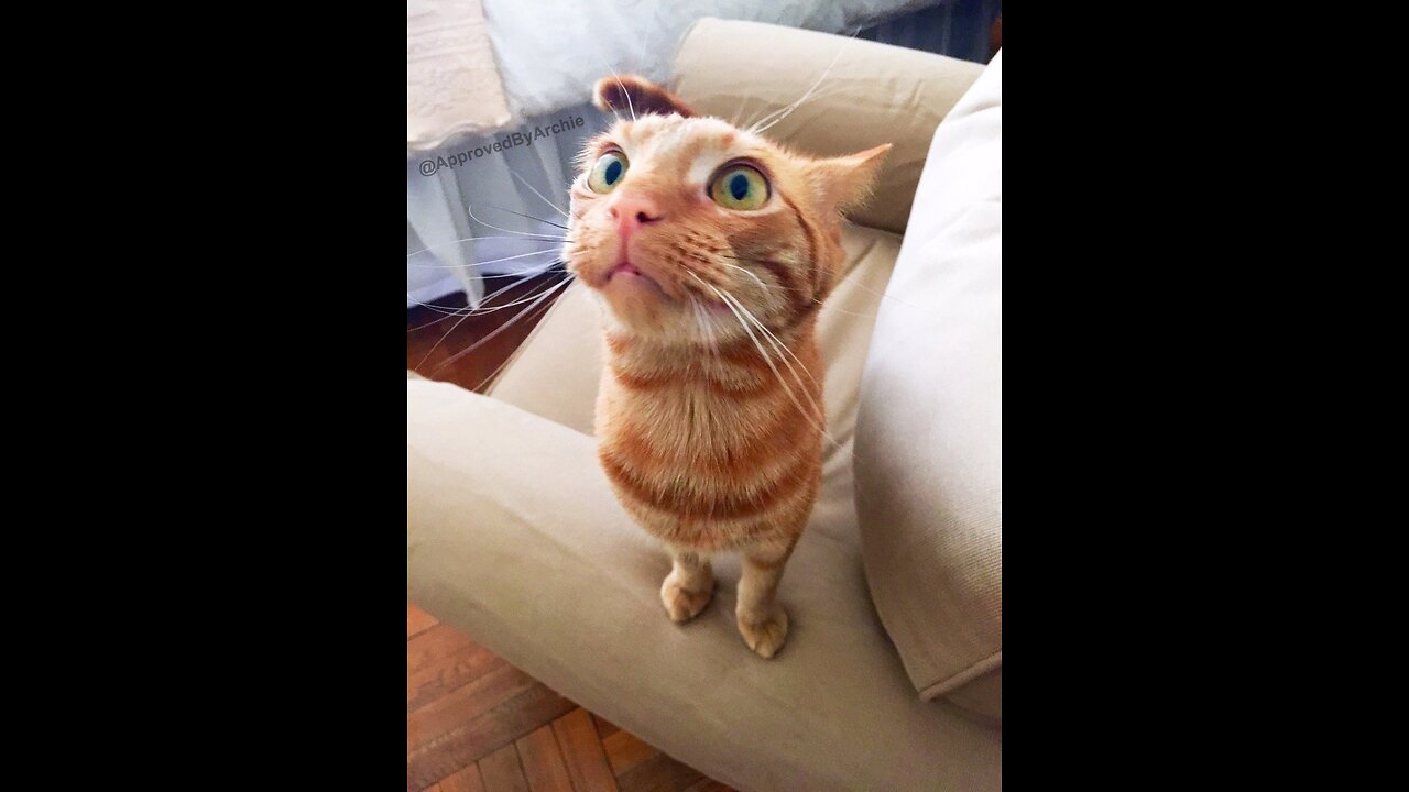 Funny pets