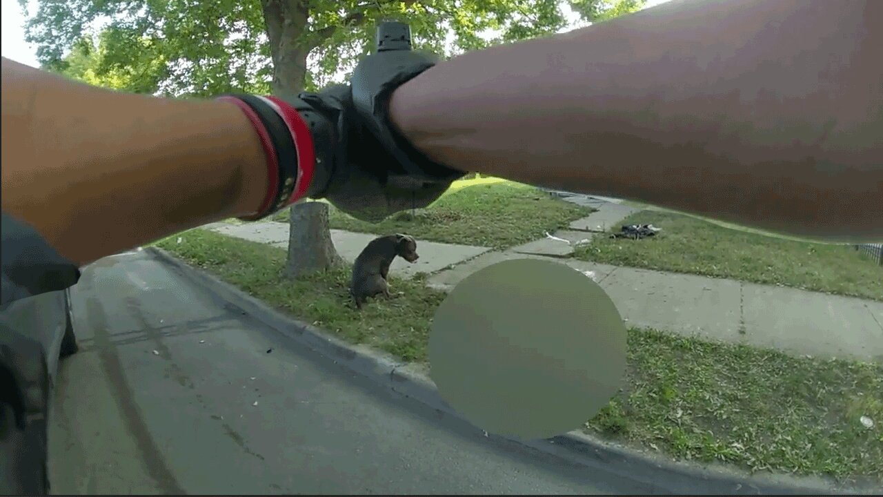 Dog Attacks People on the Street… Cops Forced to Take Action!