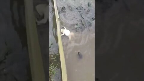 Frog does a backstroke - standout #zoobox #funny #funnyanimal #nonsense