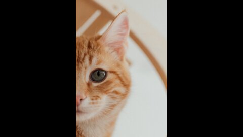 Funny animals compilation #96.