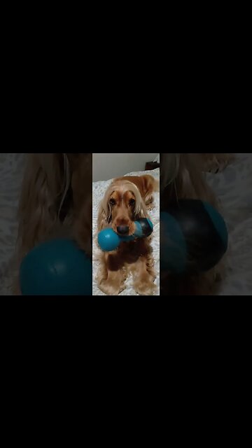 #dogshow , #animals , #dogs , #shorts