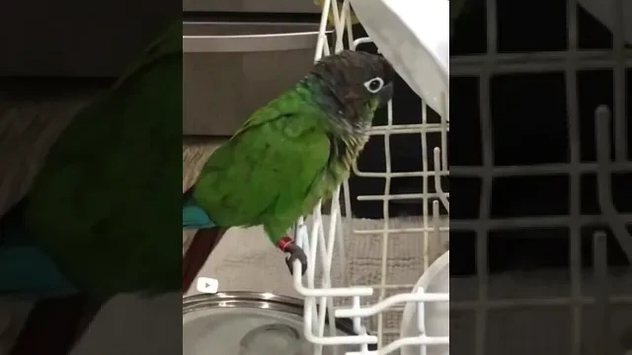 My bird being disobedient 🤣💀