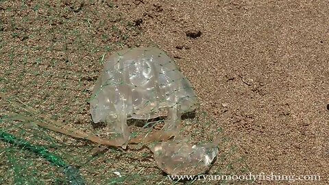 How to remove box jellyfish from castnet