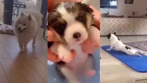 Funny Puppies comedians