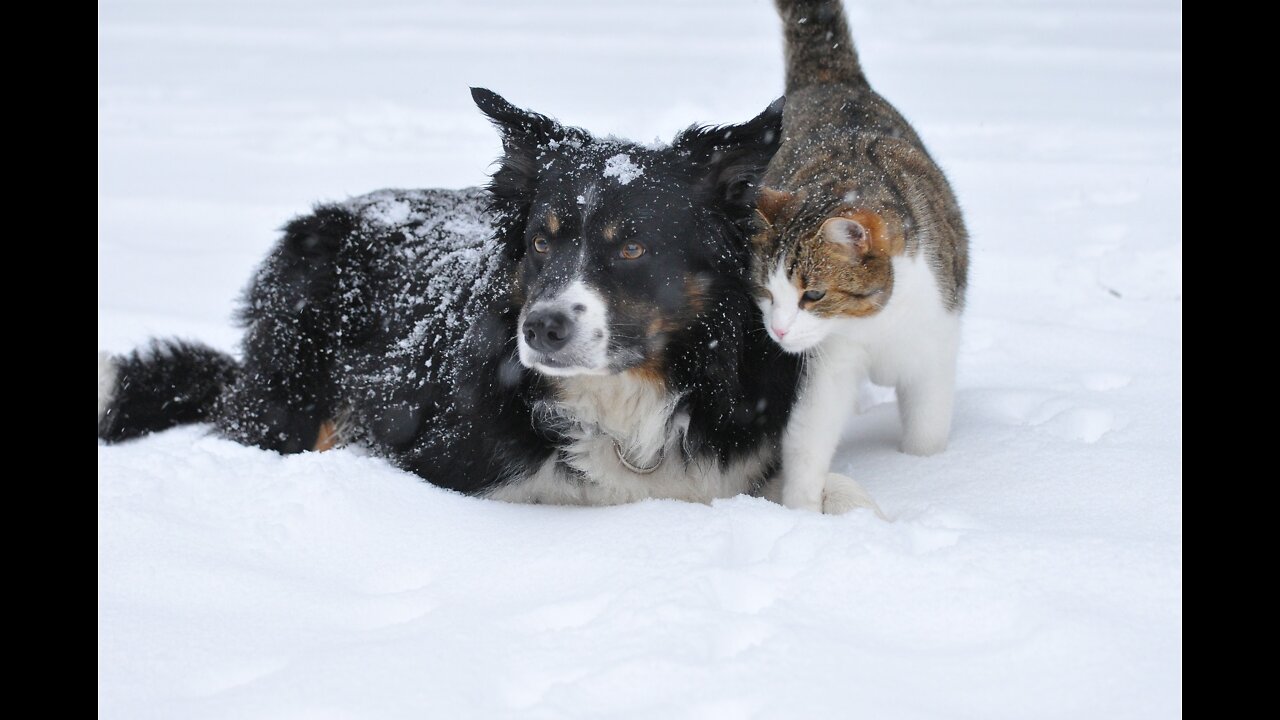 cute baby dog and beauty cat | dog and cat | Fun dog and cat 🐱🐕 #shorts