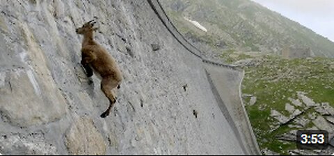 The incredible ibex defies gravity and climbs a dam | Forces of Nature with Brian Cox