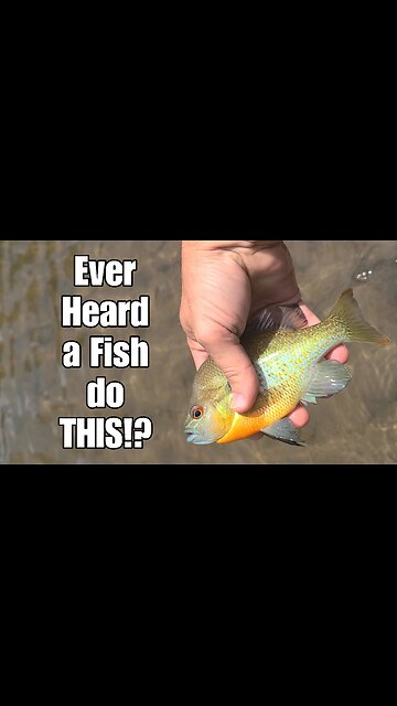 You won't believe the sound this fish made!!