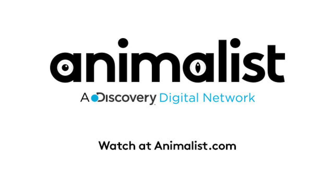 Fatal Attractions: Tiger Shot After Mauling