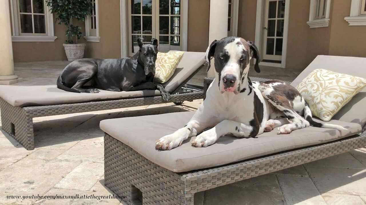 Happy Great Danes Chill Out On The Patio Loungers