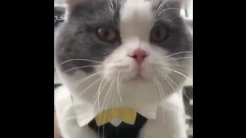 Talking Funny Cats Video