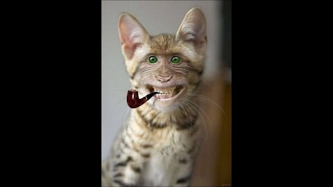 Best funny videos kkkkk