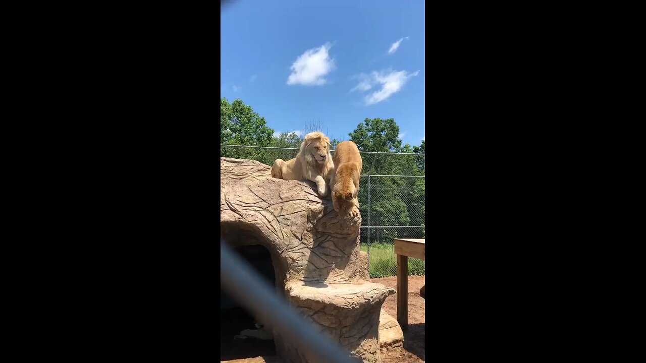 lions