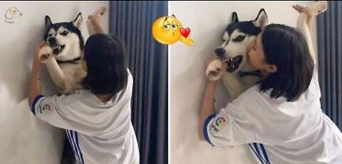 Dogs are funny when they get ANGRY.