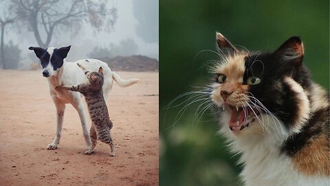 Funny animal videos 2024 - Funny cats/dogs - Funny animals -Part82/Haypyy Pett