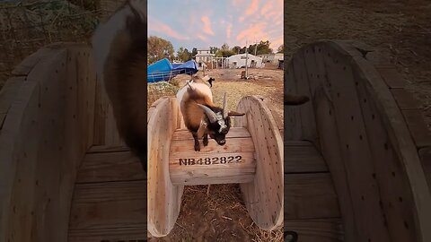 the crew wants more benefits #shorts #goats #fun #funny #farmlife #cookies